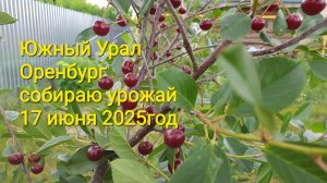 на Урале поспела черевишня 🍒 Шоколадница. Удобрение для клематисов,гортензии. небольшой обзор17.06.