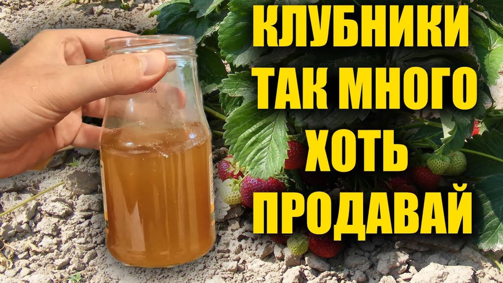 Клубника после этого прет со страшной силой! Биолог рассказал о секретной копеечной подкормке.