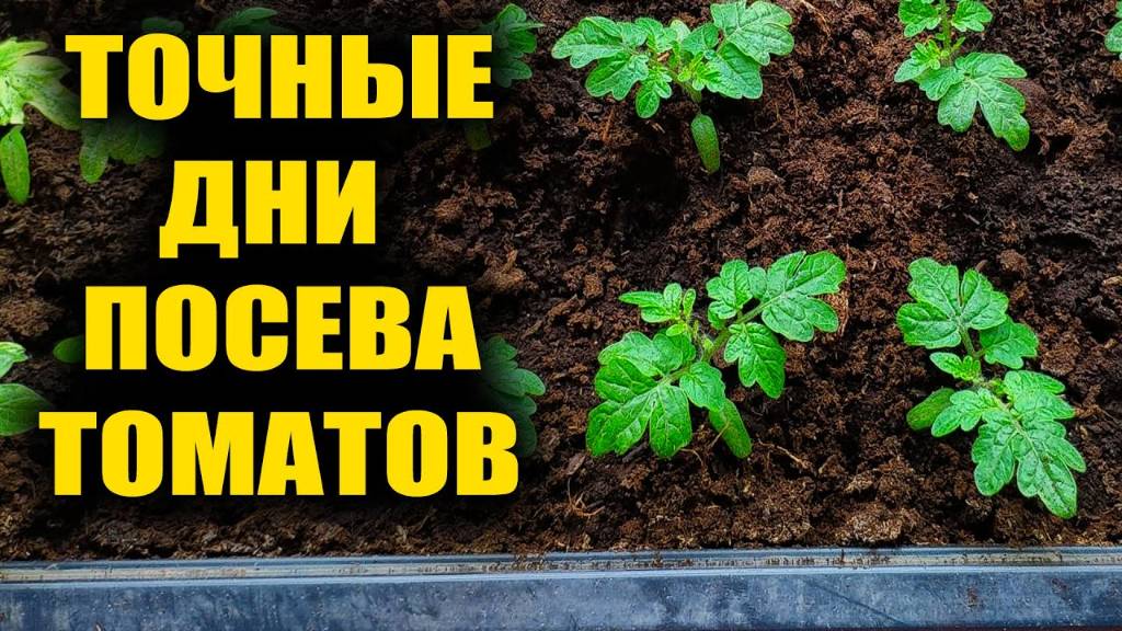 Когда СЕЯТЬ ТОМАТЫ на РАССАДУ в 2025 ГОДУ самые благоприятные дни