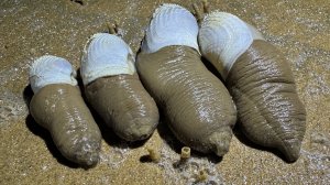 найти геодака