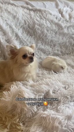 Свободные щеночки чихуахуа!