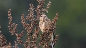 Самка коноплянки клюет зернышки
