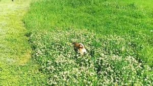 Джесси 🐶🍀