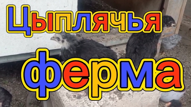 Цыплячья ферма. Сколько заплатила за дорожку.?