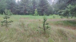 Маленький лесок под дождем