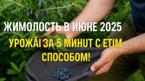 ЖИМОЛОСТЬ В ИЮНЕ 2025 — УРОЖАЙ ЗА 5 МИНУТ С ЭТИМ СПОСОБОМ!