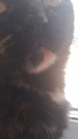 Муся мой котик девочка😻