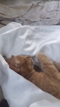 Как развернуть кота