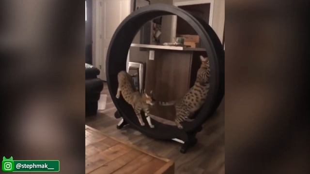 Потрясающе забавные Собаки И Кошки - Милые и Смешные Видео с домашними животными