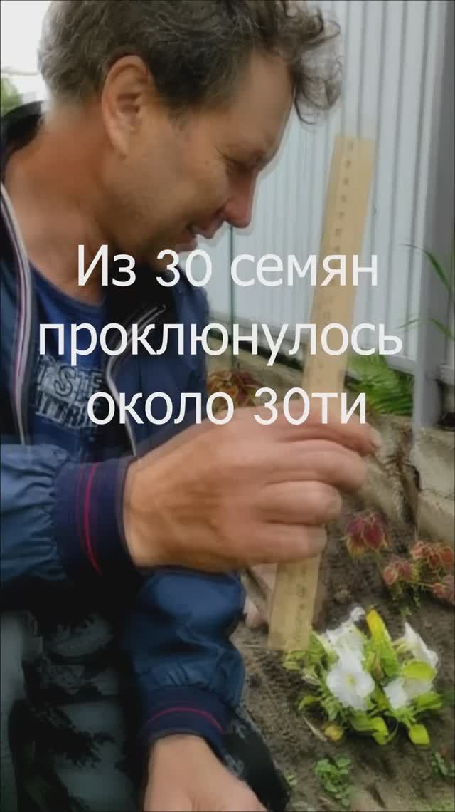Выращиваю  туи из семечек, сорт Смарагд свечкообразные, на участке возле дома
