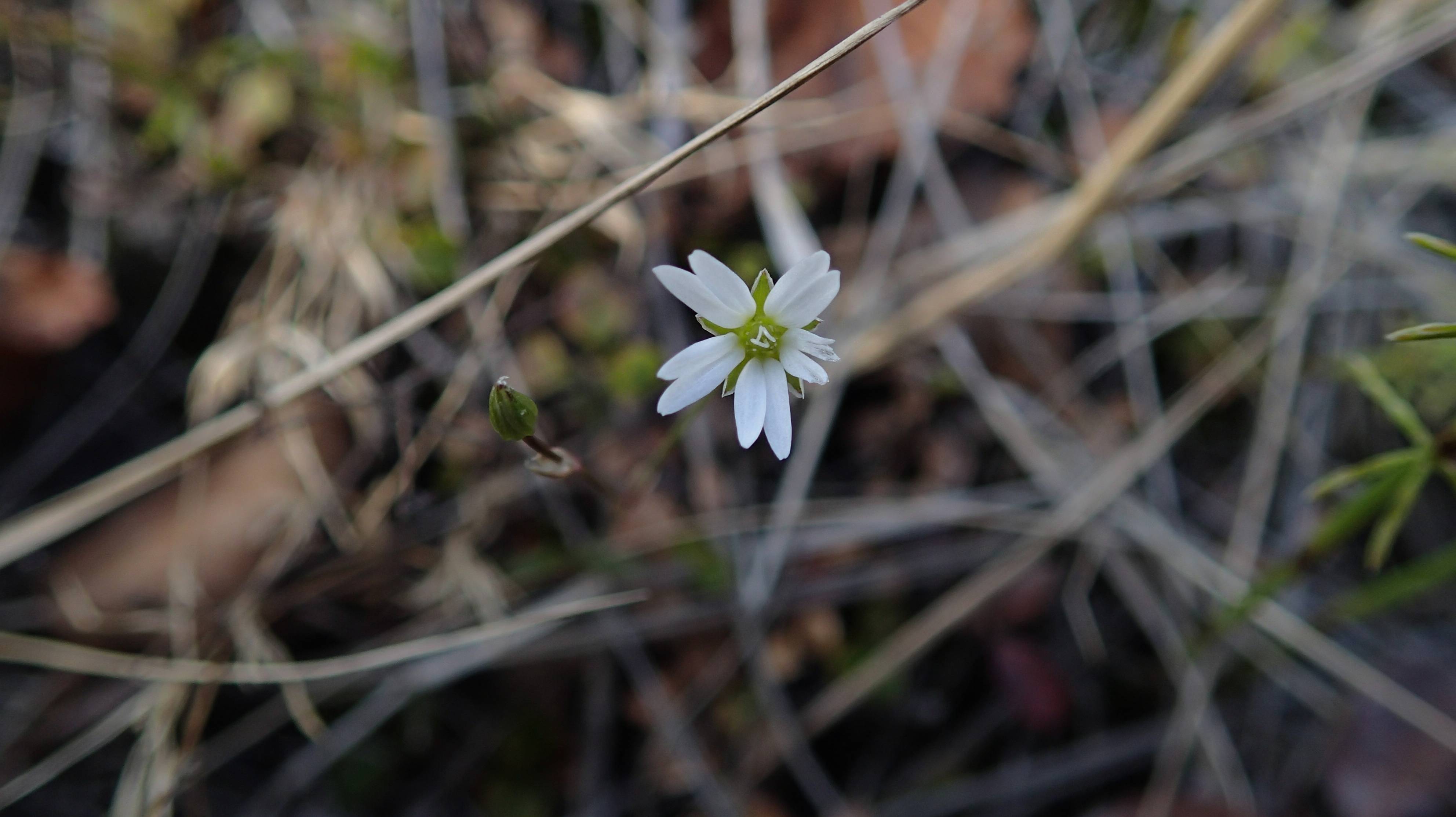 2025.06.21. Норильская лесотундра. Звездчатка уже появилась! Итоги декады в описании.