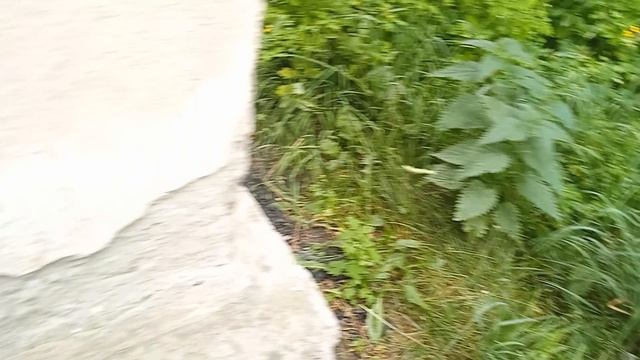 Тишка вышел погулять.