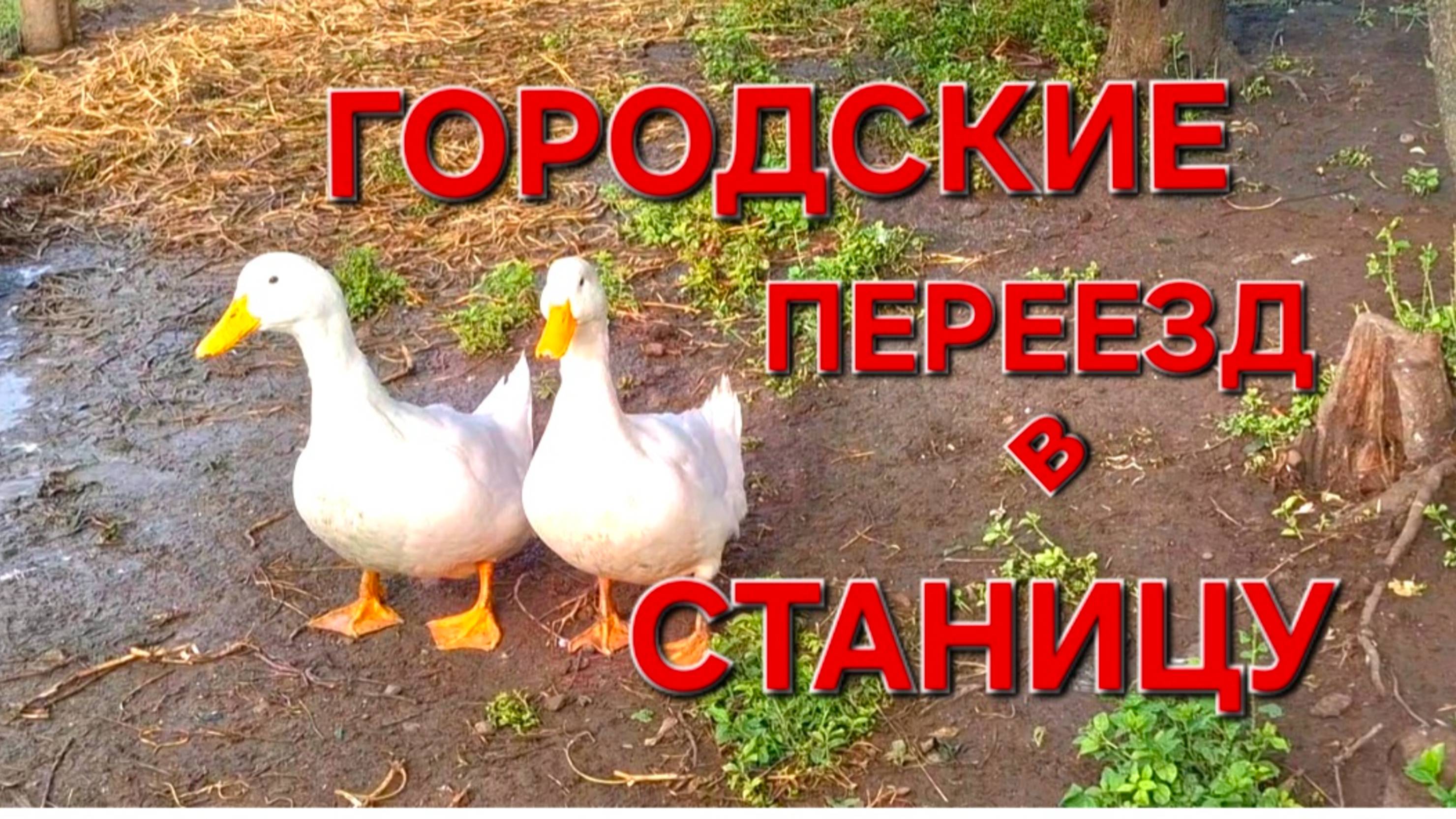554 🏠 Переезд из города в станицу на Кубани Сегодня 9 месяцев как мы переехали в Усадьбу на Кубани