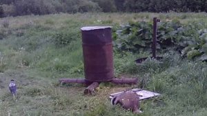 Привет! 👋 Я барсук!