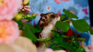 Джунгарский хомяк Голди