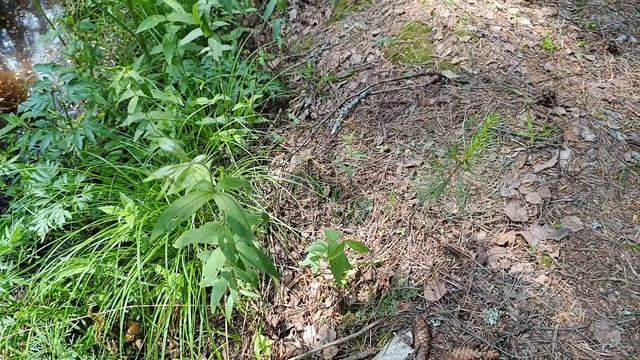 Первый выход в лес и первые всходы лисичек! 10 июня 2025. смотреть онлайн