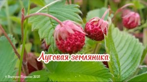 Летняя симфония вкуса и аромата: луговая земляника © Виктория Полшкова 2025