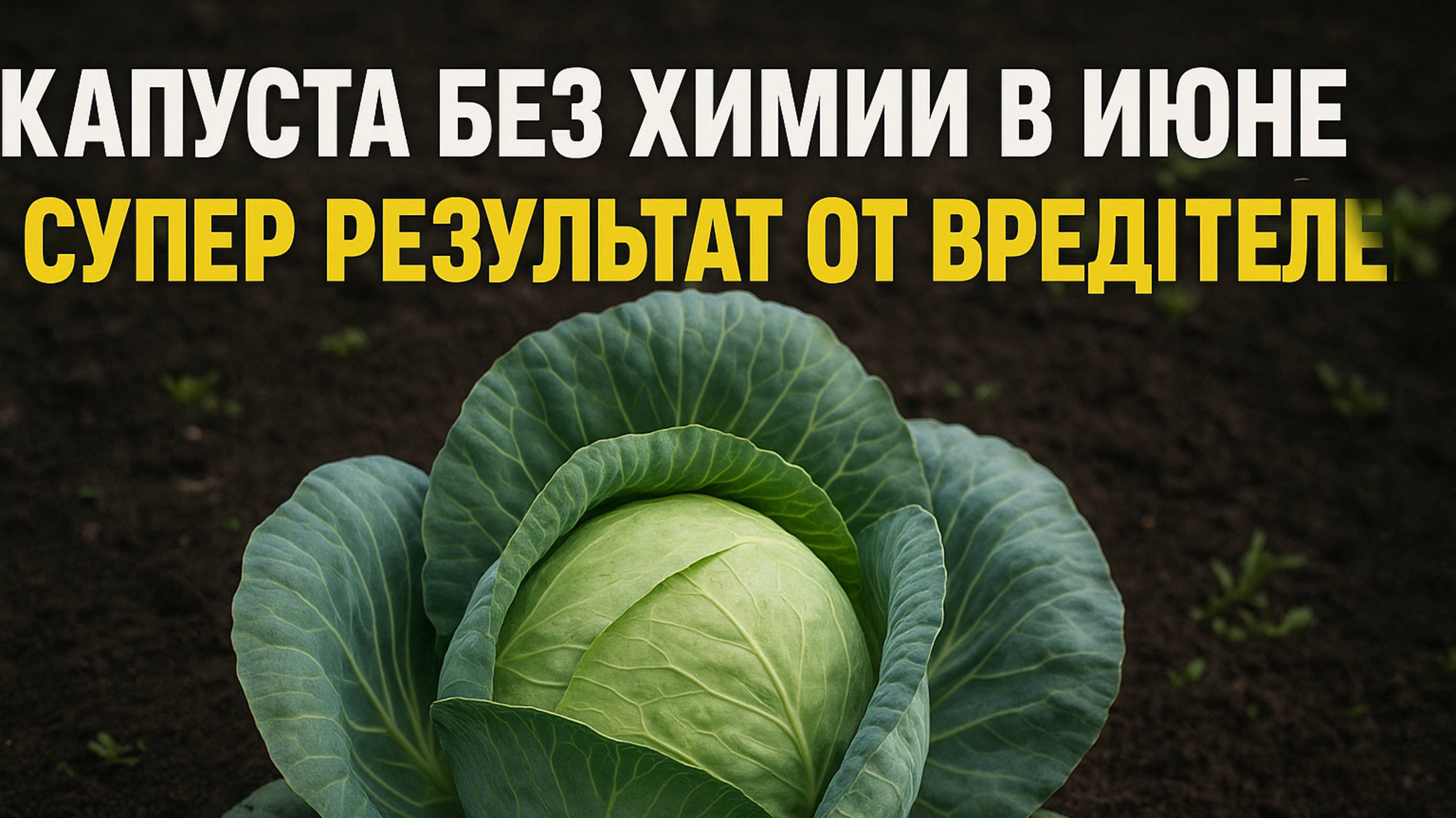 Капуста без химии в июне — чем обработать, чтобы не осталось ни гусениц, ни тли
