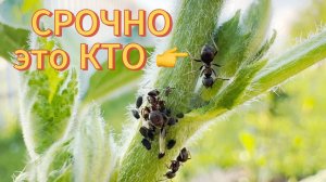 НАПАЛИ насекомые!!! Нужен совет, как избавиться от ТЛИ ❓❓❓