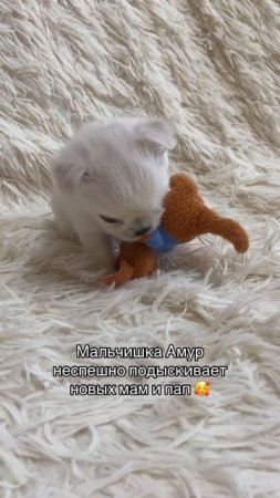 Мальчик чихуахуа Амур свободный ❤️