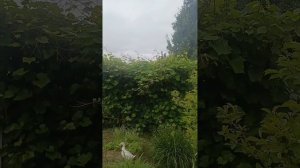 Навожу красоту))