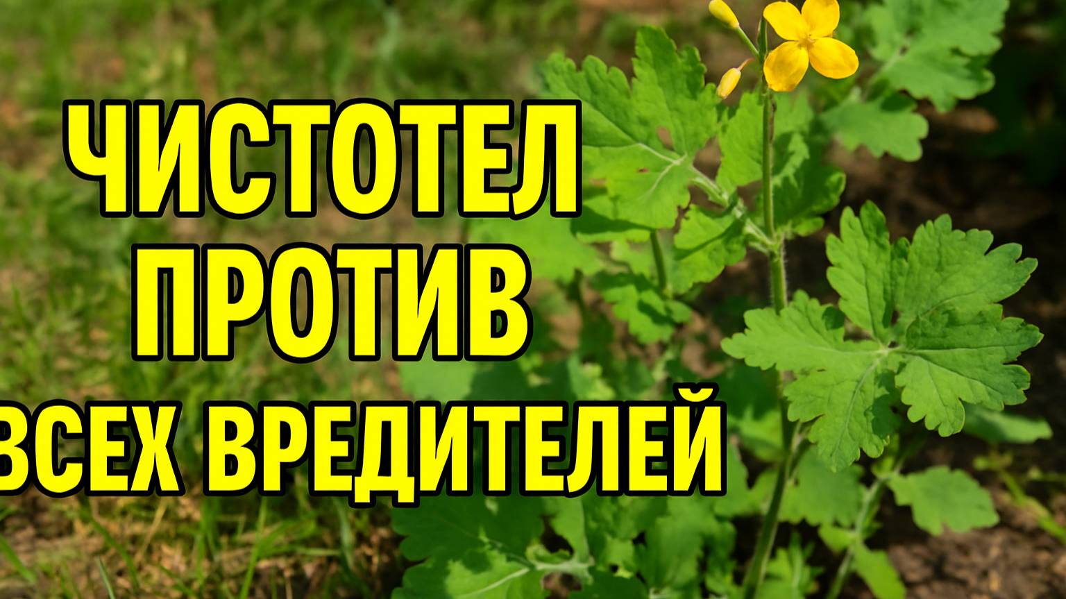 Это Растение УНИЧТОЖАЕТ Всех Вредителей! Даже Белянку и Плодожорку
