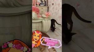 "100% её со съёмной квартиры поперли, мошеннического бизнеса с кошками лишили - вот и видео нет".