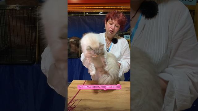 Невская маскарадная на выставке кошек. Судья Елена Бутомова