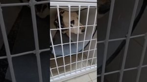 Лотос продолжает лечение и очень просит помощи