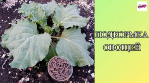 ПОДКОРМКА ОВОЩЕЙ.