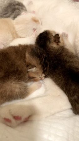 Котята кошки Кайли и котика Маню.