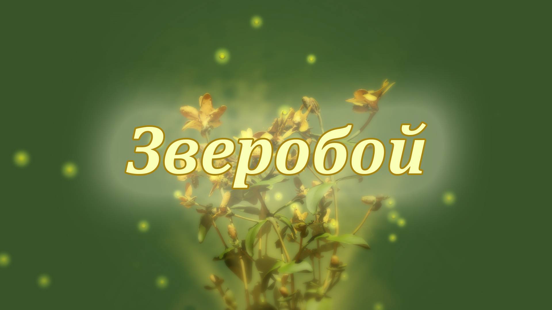 Зверобой — лекарь природы