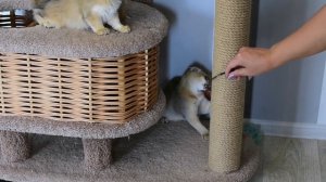 котята золотая шиншилла