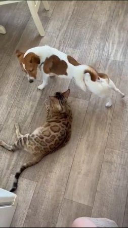 Хвостики встречают утро. 🐕Харви и 🐈Тиара
