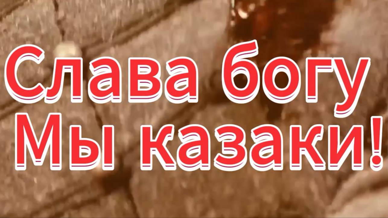 Сектор газа- казачья(клип)