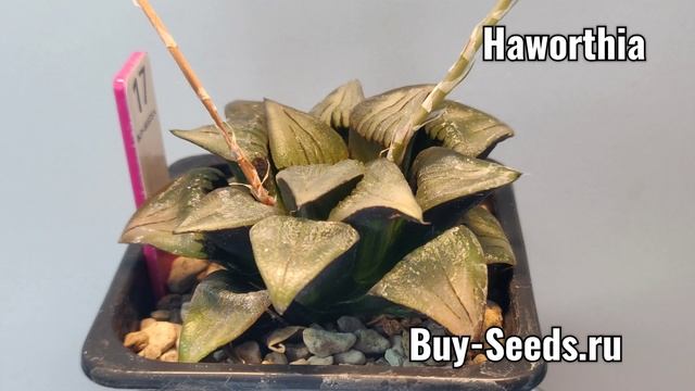 Растение Haworthia Variegate № 17