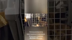 21-06-2025 лопоушки якутята пристраиваются в семьи.