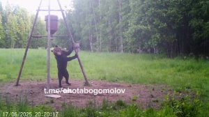 Танцующий мишка