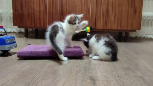 Два котенка, два брата, с удовольствием играют с игрушкой.