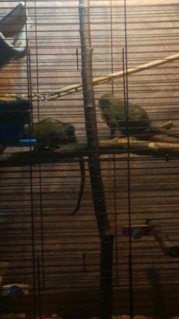 🐒🐒