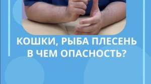 Кошки, рыба, плесень #костоправмосква #пользаивред #плесеньвдоме #паразиты #советы #здоровье