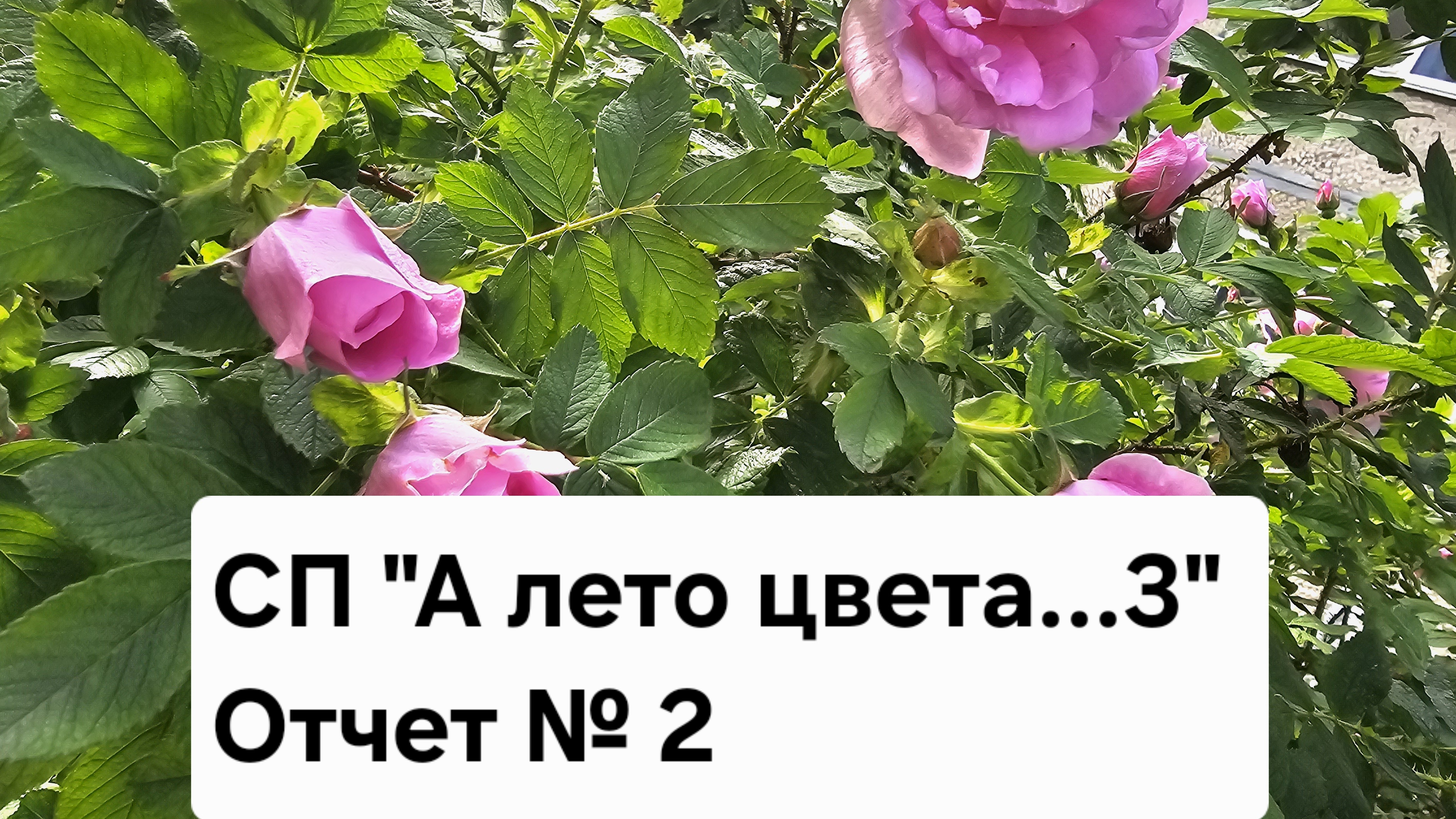 СП "А лето цвета...3 Отчёт №2. Участник №45