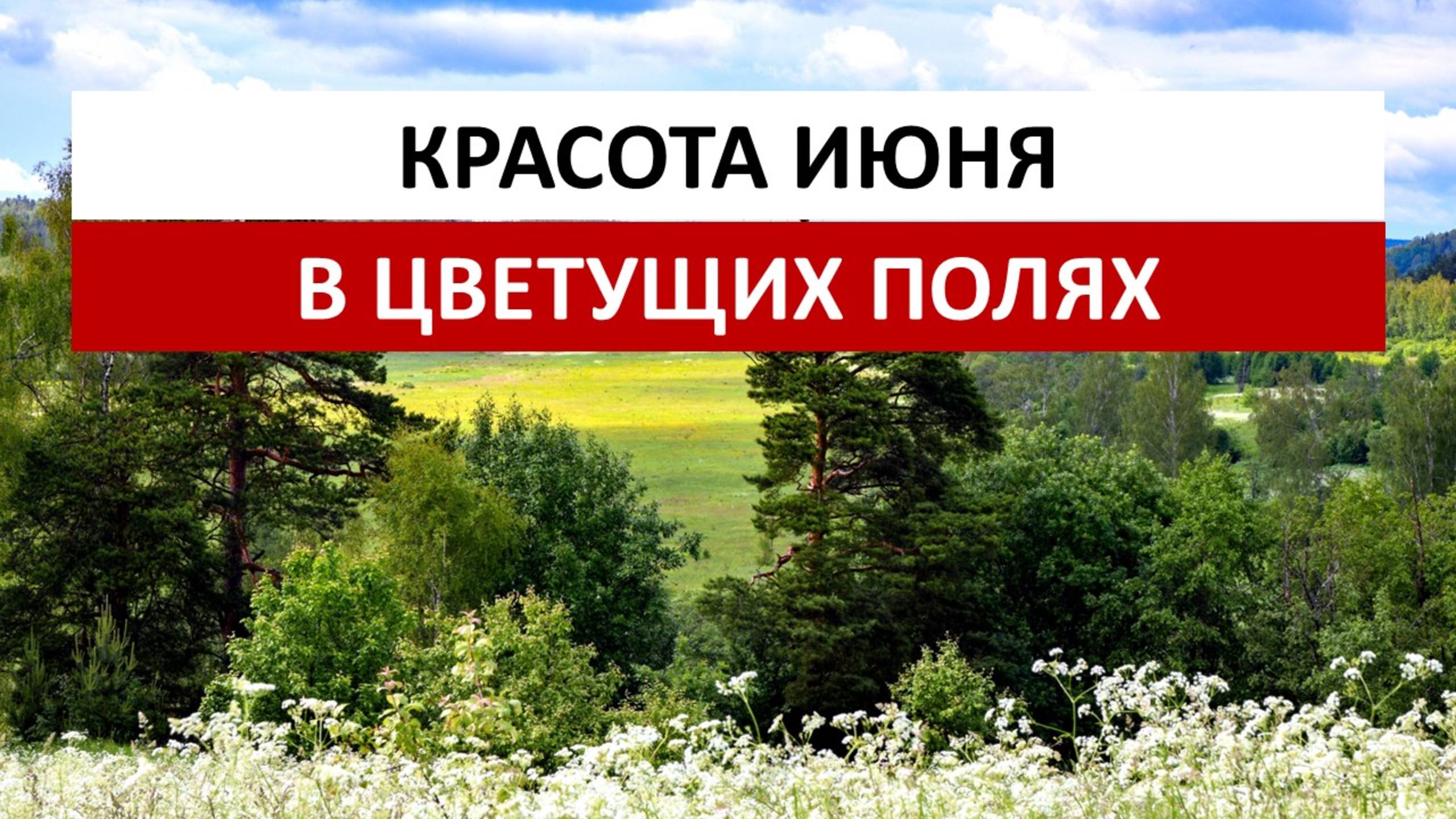 Красота июня в самом красивом месте Владимирской области в июньских полях белых цветов