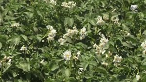 В Карачаево-Черкесии прошёл сельскохозяйственный семинар «День Поля – 2025»