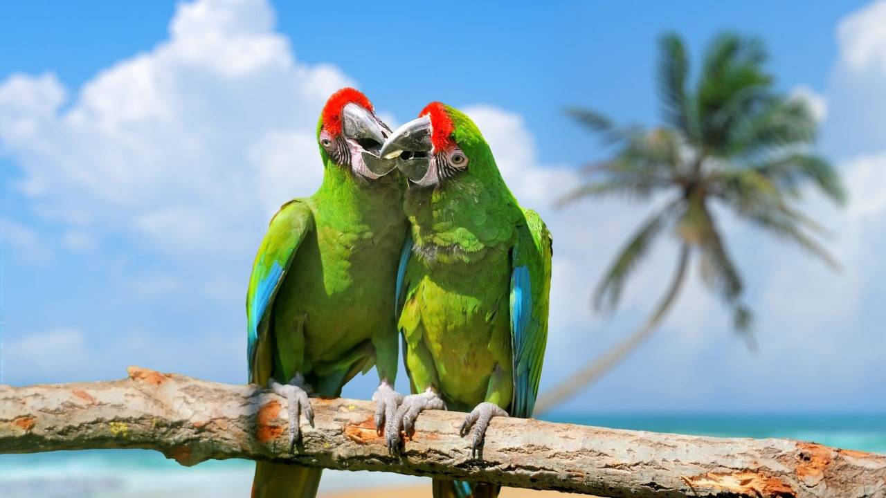 ГОВОРЯЩИЕ И САМЫЕ СМЕШНЫЕ ПОПУГАИ со всего мира | ПРИКОЛЫ С ПОПУГАЯМИ | FUNNY PARROTS часть 12