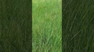 продолжение сенокоса