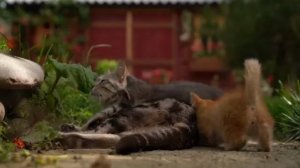 🎋 сладкий сироп из одуванчика
