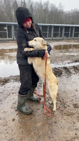 ХЛОЮШКА… руки опускаются