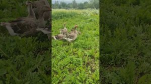 Гуси🪿 с дракончиками на прогулке