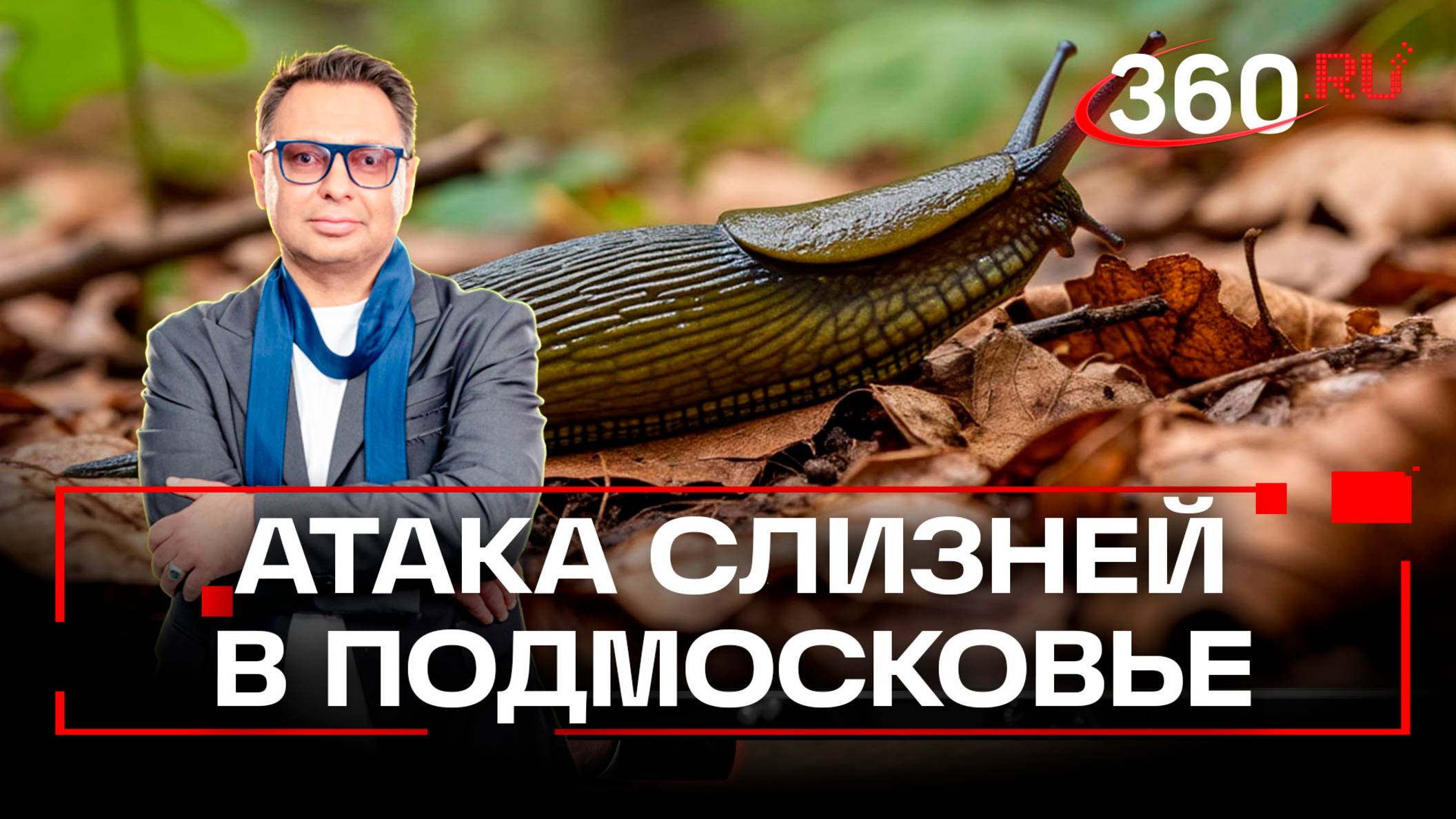 Испанские слизней и виноградные улитки атаковали Подмосковье